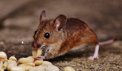 pestcontroltips image
