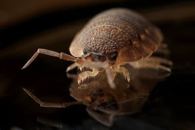 bestexterminators image