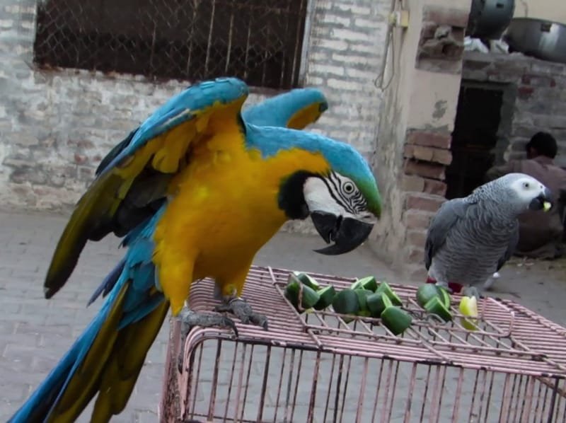 Photo Gallery - BEST PARROTS HOME