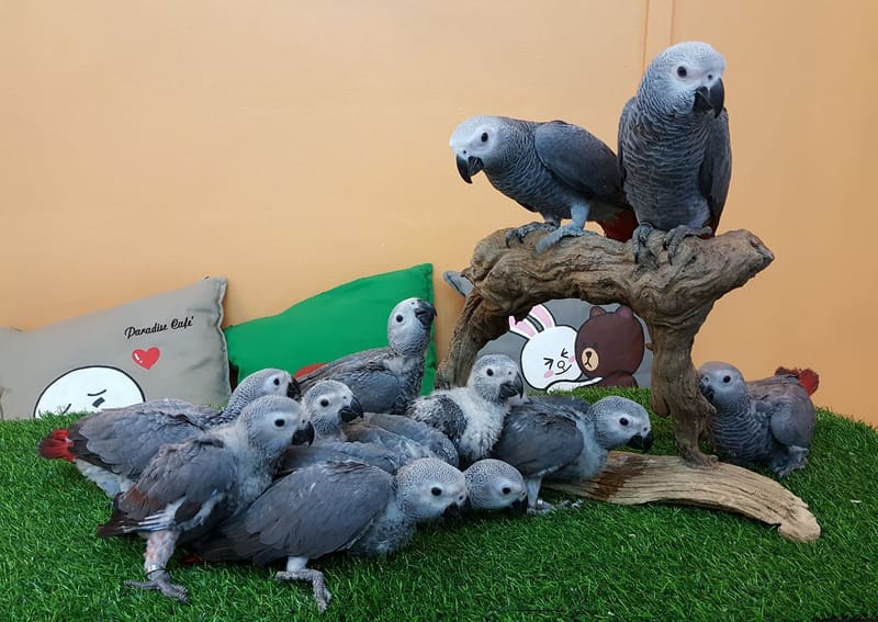 African Grey Babies Price: $1150