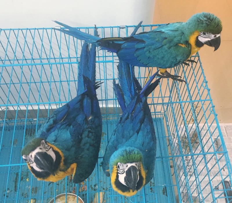 Blue And Gold Macaw Babies Price: $950