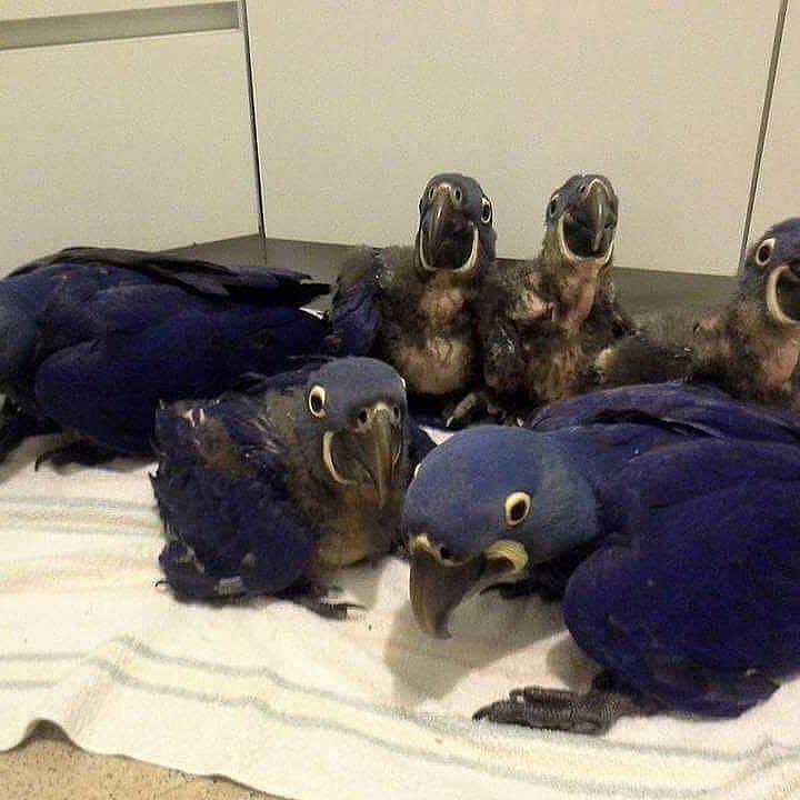 Hyacinth Macaws Price: $3500