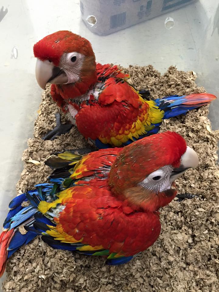 Scarlet Macaws Price: $800