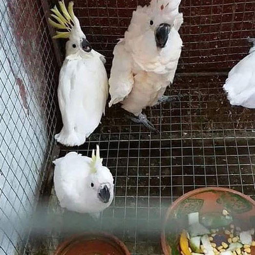 Cockatoo Babies Price: $800