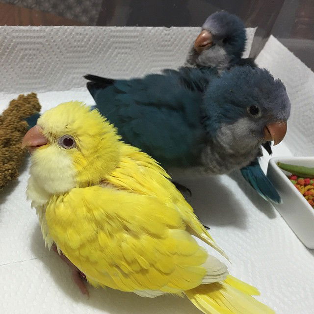 Quaker Parrot Babies Price: $450