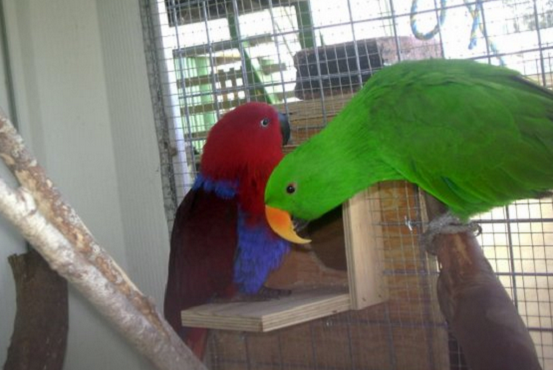 Eclectus Babies Price: $850