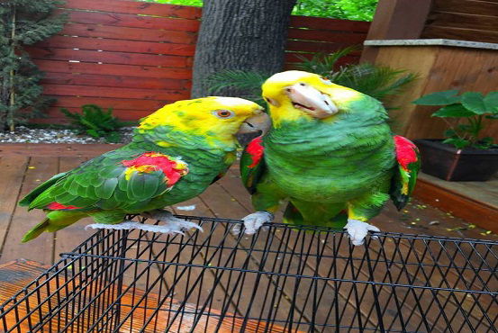 Amazon Babies Price: $800