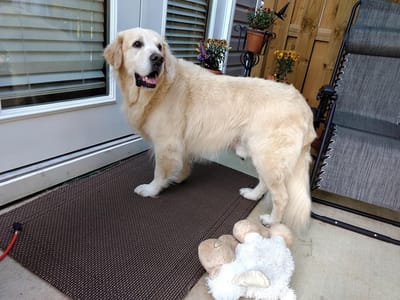 A few pieces of our heart image