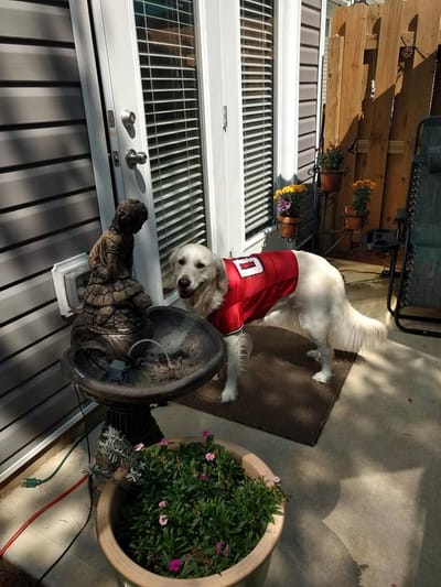 A few pieces of our heart image