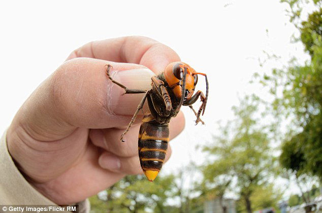 Vespa Mandarinia - aka The Asian Giant Hornet