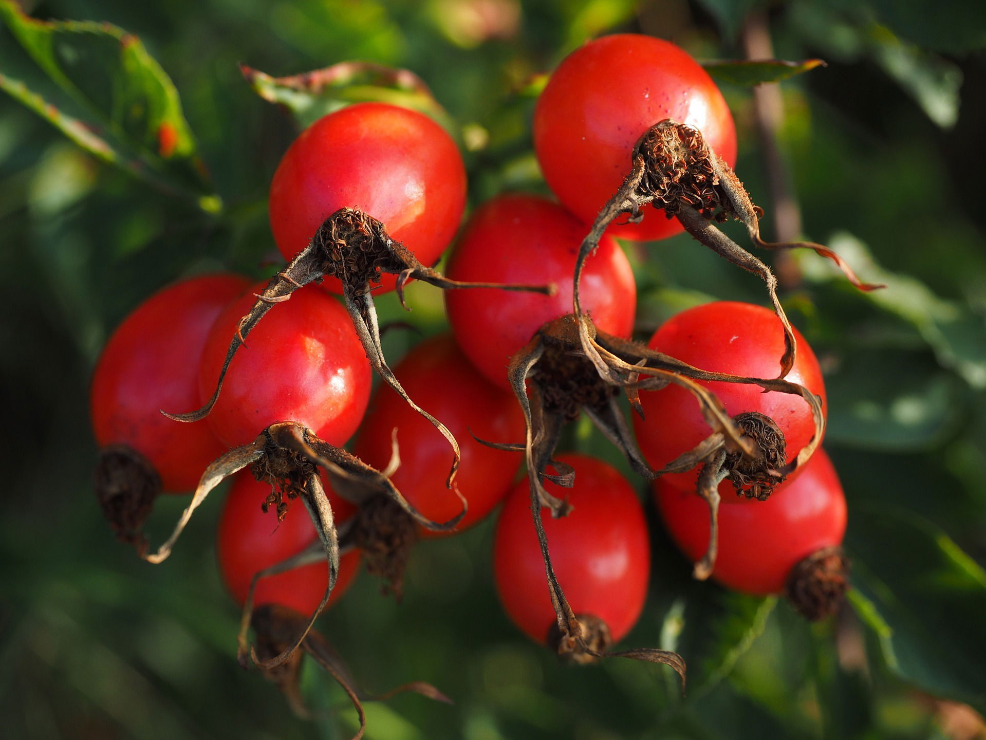 Rose Hip Freezer Jam