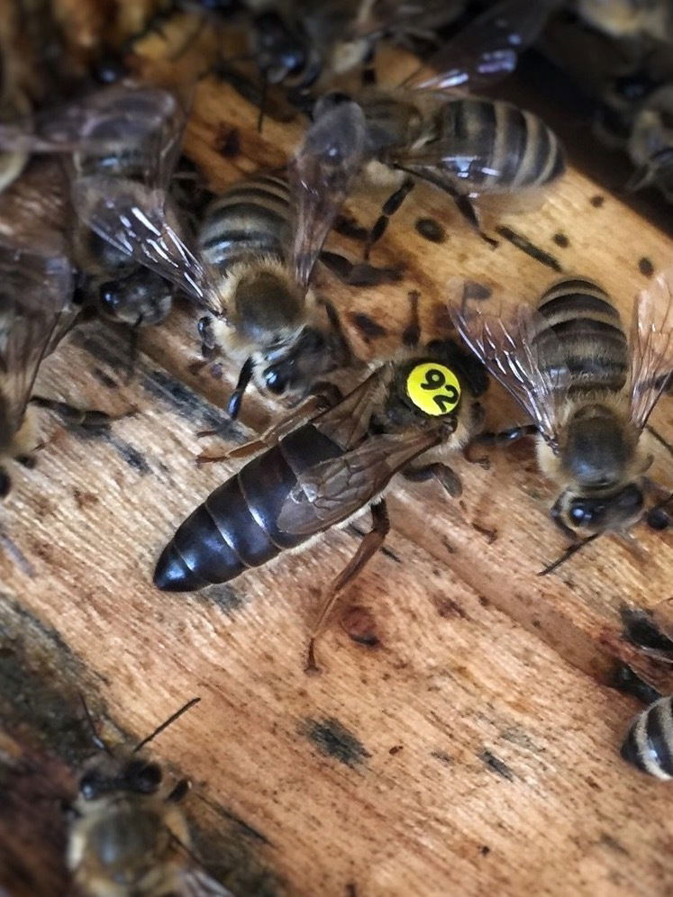 Carniolan Inseminated Queen