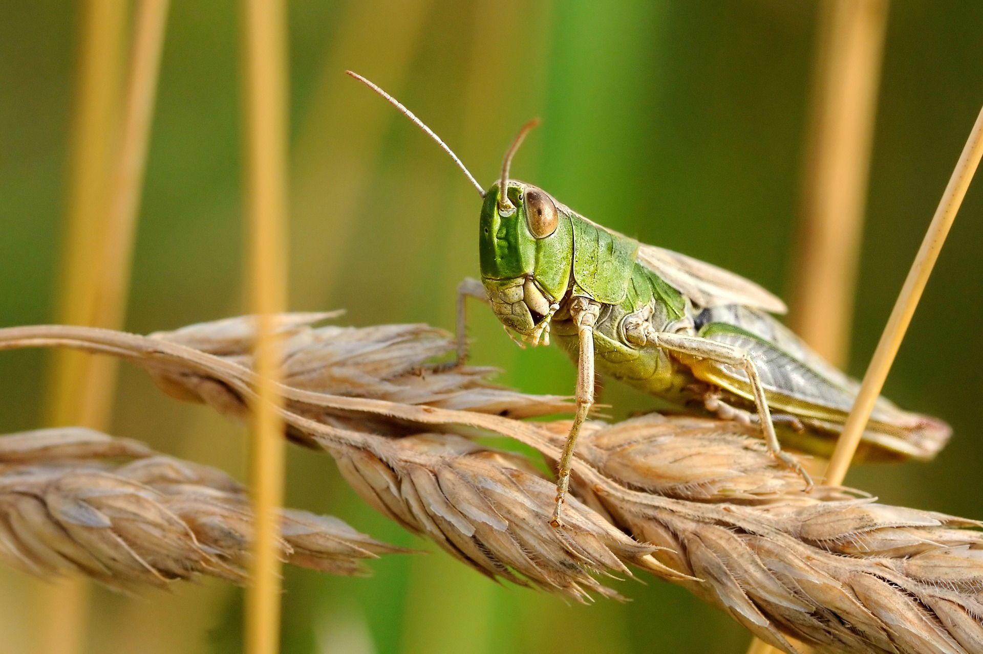 Pest control : Locust "Schistocerca lancellata"