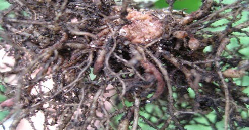 Nematodes phytoparasites: global pest