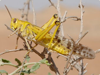 ESPECIAL LANGOSTAS: ¿Son iguales las langostas que afectan a África, Asia y América Latina?