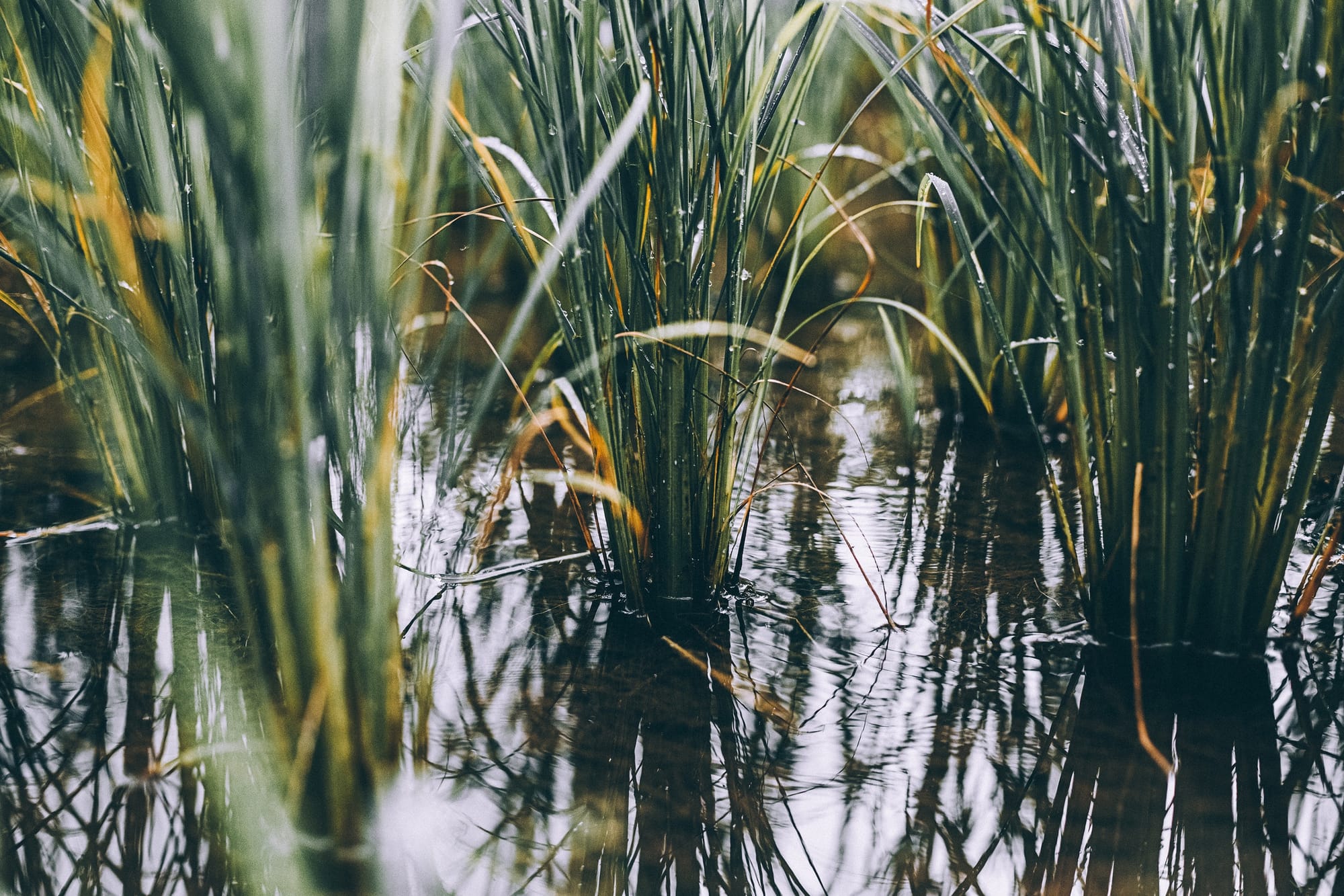 Exploring Rice Genetic Resources to Improve Yield