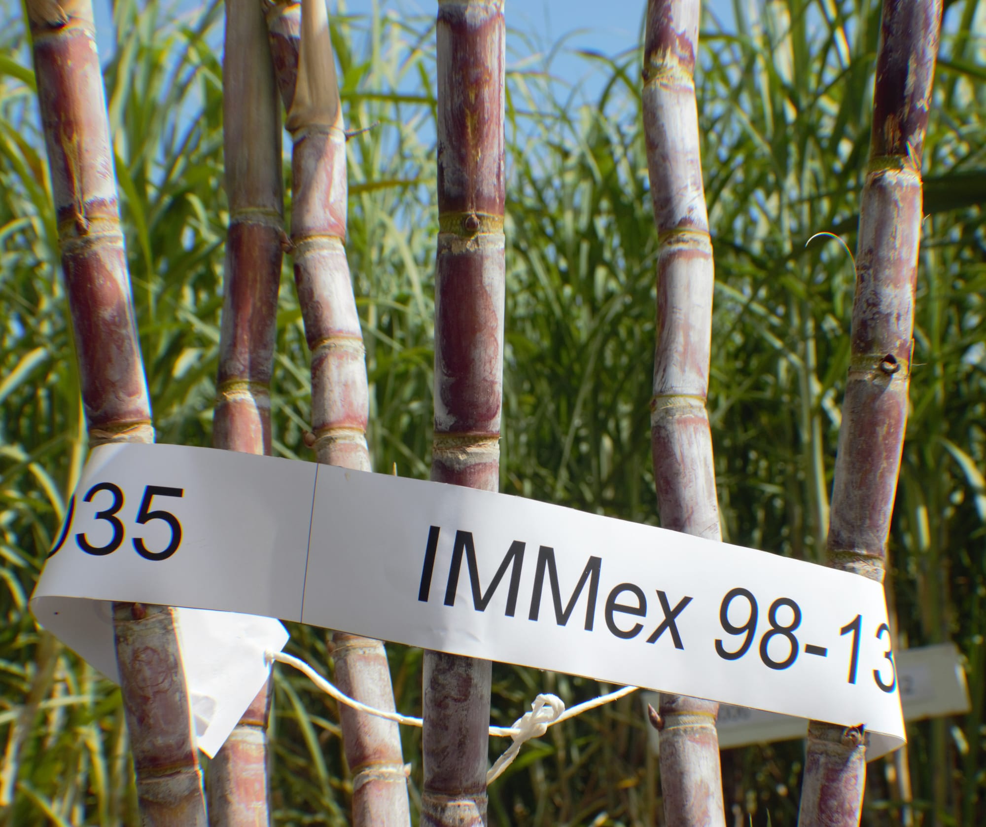 Exploring Sugarcane Genetic Resources to Improve Yield