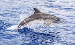 2. Dolphin& sunset tour