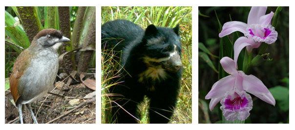 Flora y Fauna