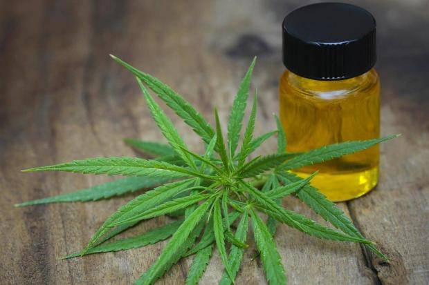 The Use of High-Cannabidiol Cannabis Extracts to Treat Epilepsy and Other Diseases