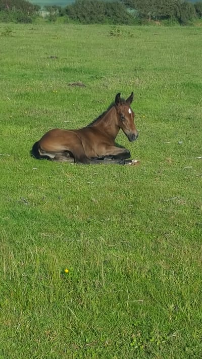 Nicole's baby Filly born earlier this week!