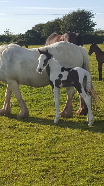 Another Stunning piebald filly born on Saturday!