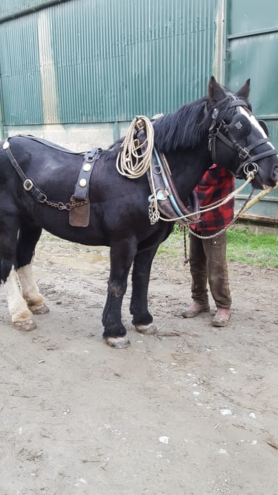 Traditional work with horses.