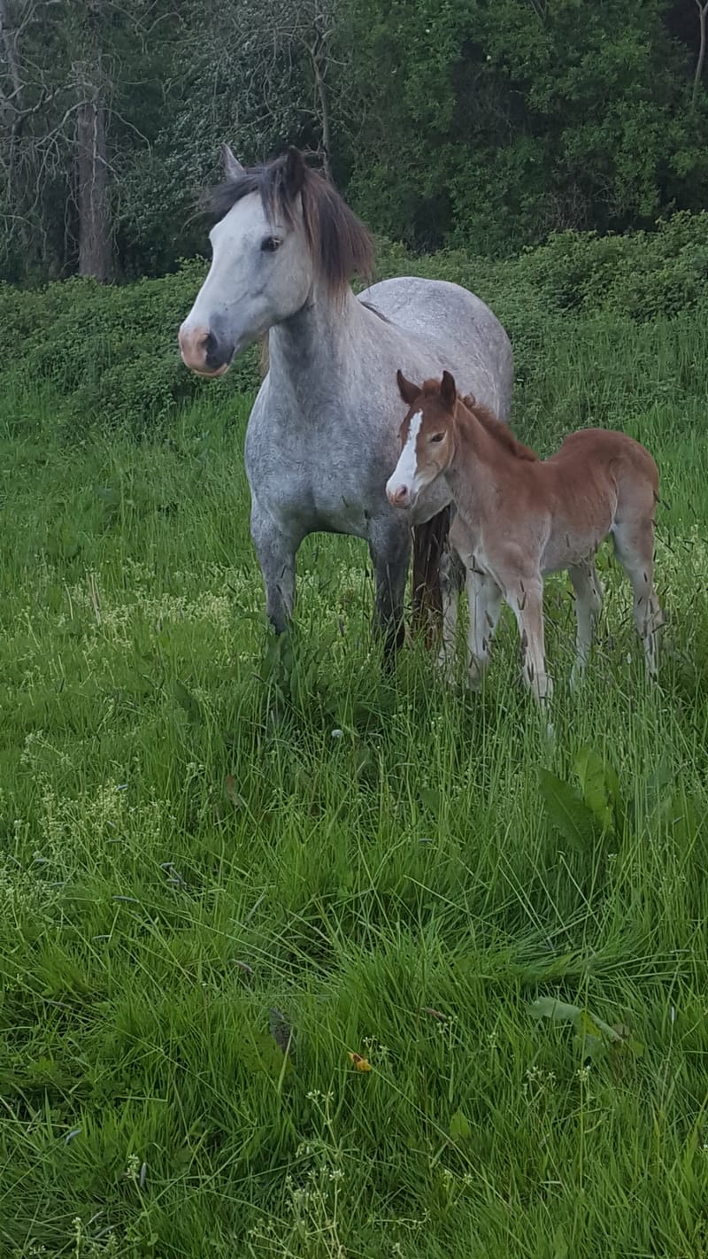 2019 Sec D filly foal (Luned)