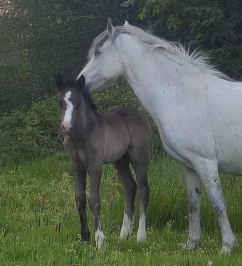 2019 Sec D Colt foal (Oldforge Lilly)