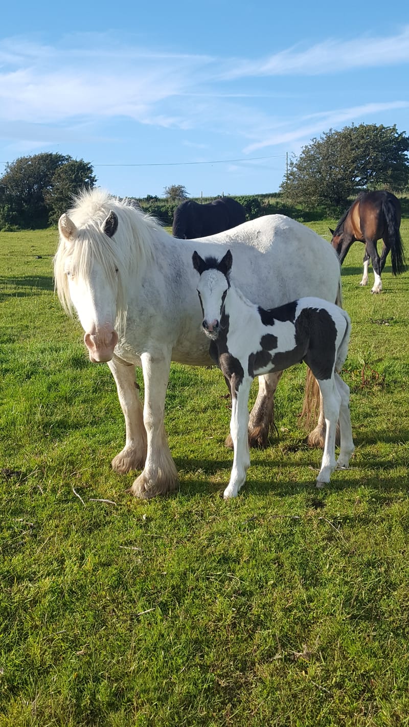 2019 WPBR Filly (Daisy)