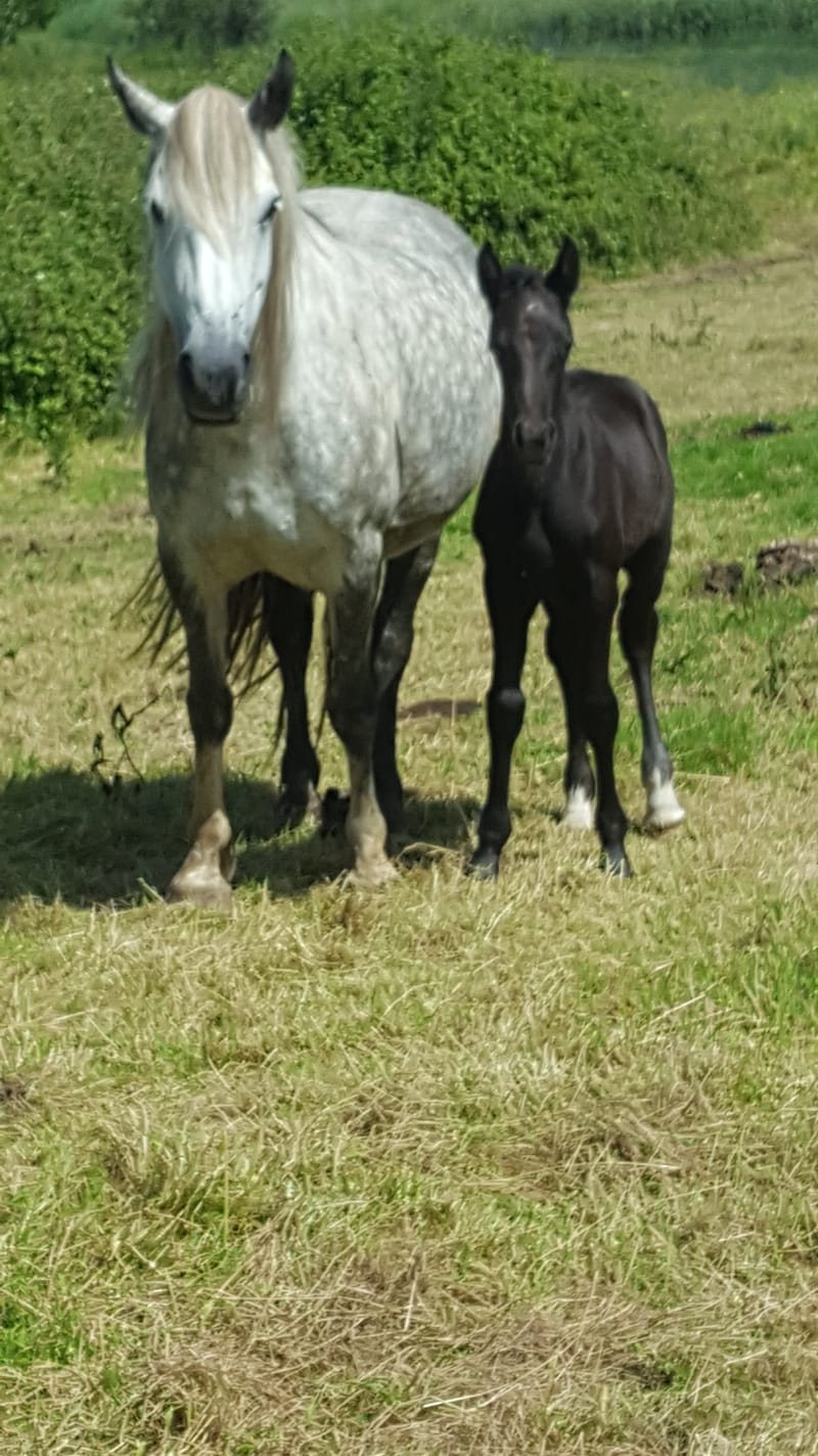 2019 Sec D colt foal (Genal Lleucu Llwyd)