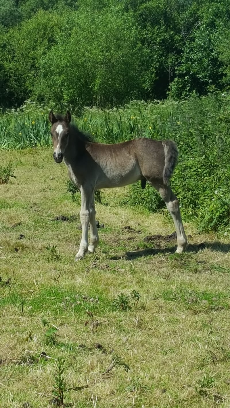 2019 Section D Colt Foal (Genal Rene)