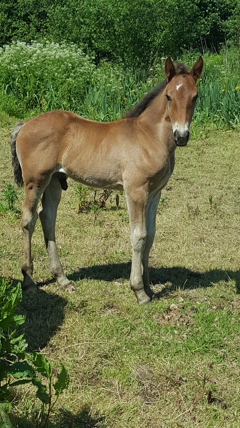2019 Section D Colt foal (Genal Ruby)