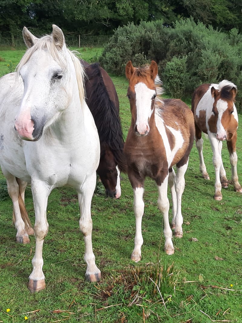 2020 WPBR Filly (Genal Betty boo)