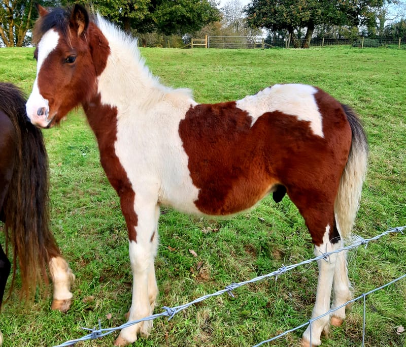 2020 WPBR Colt (Genal Cardi Girl)