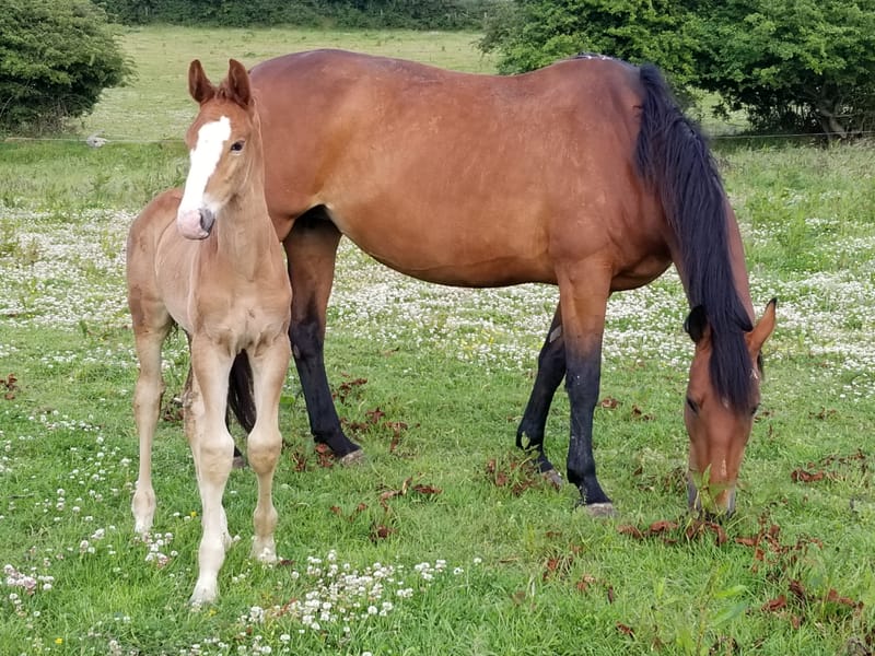 2020 IDSH colt (Bridget)