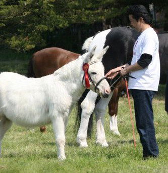 Available for Stud 'Twyford Jasper'