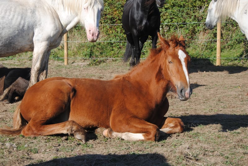 2022 Genal Roces Brenhinol