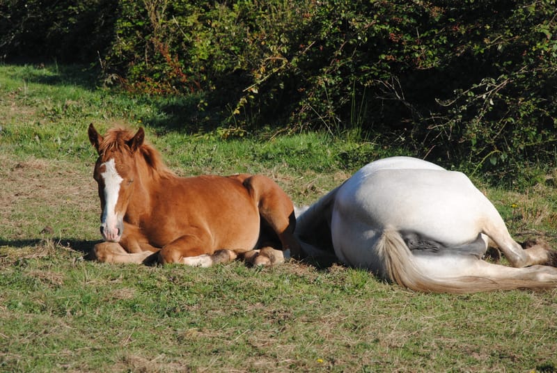 2022  Genal Lloyd George