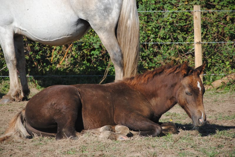 2022 Genal Cardi Crown