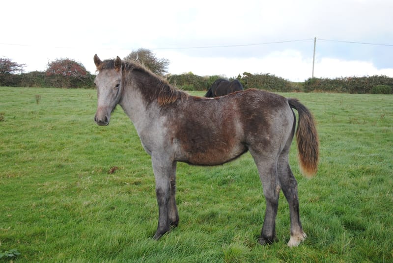 2021 Genal Rain Dance