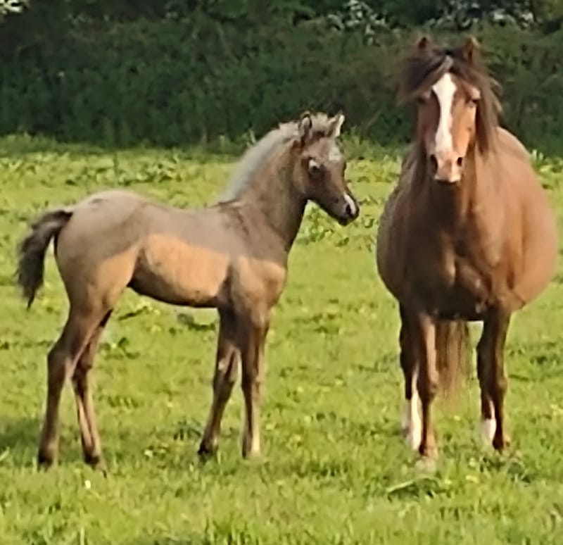 2021 Genal Cardi Lass