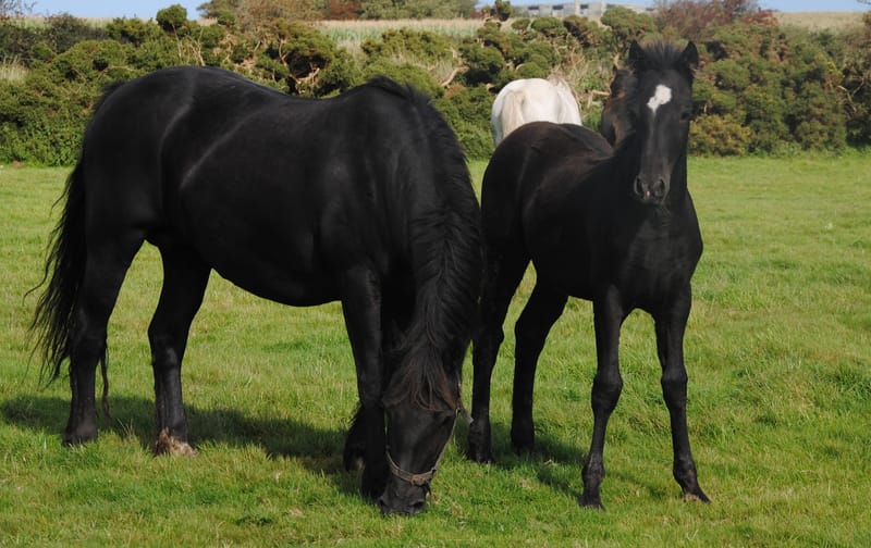 2023 Black sec D Filly