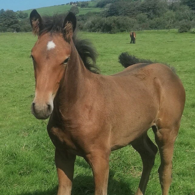 2023 Sports Horse Filly