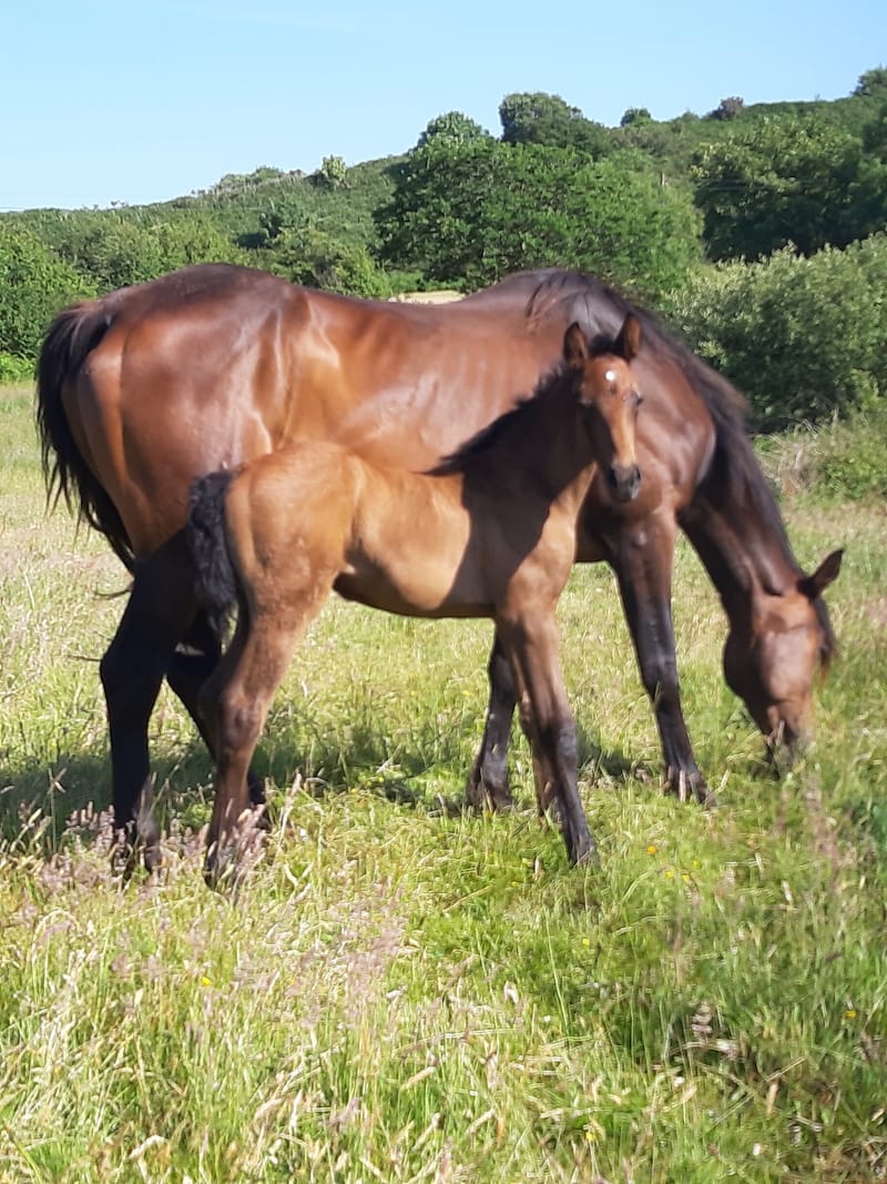 2022 Genal Sovereign