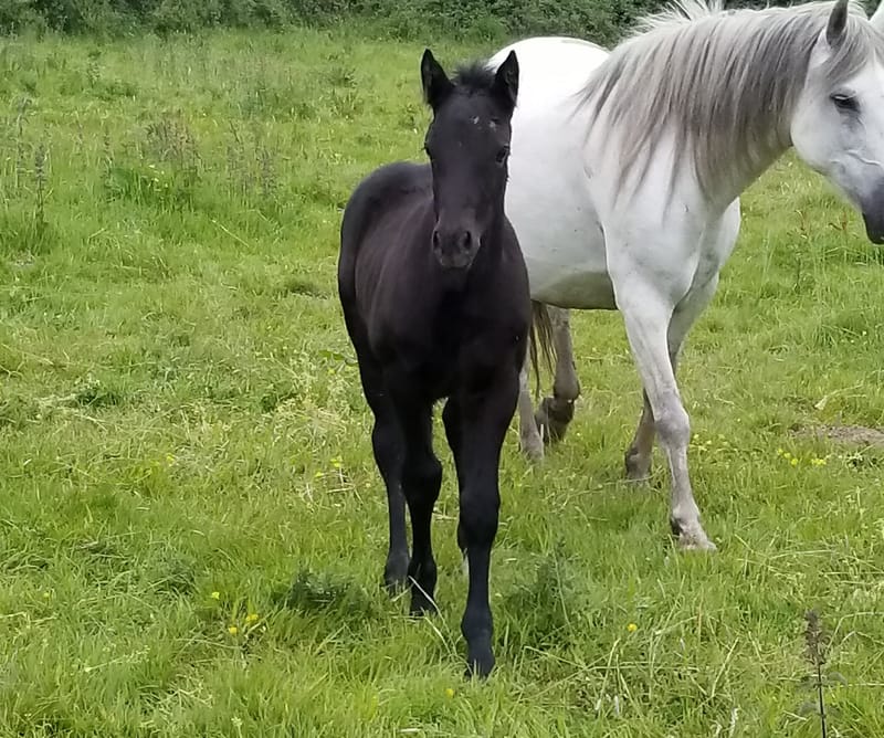 2020 Sec D Colt foal (Oldforge Lilly)