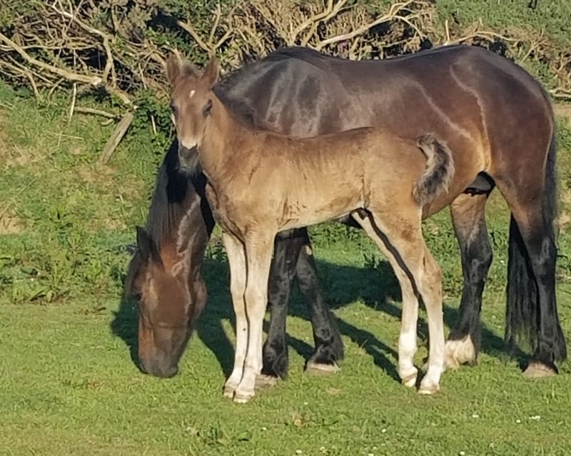 2020 Section D Colt foal (Genal Ruby)
