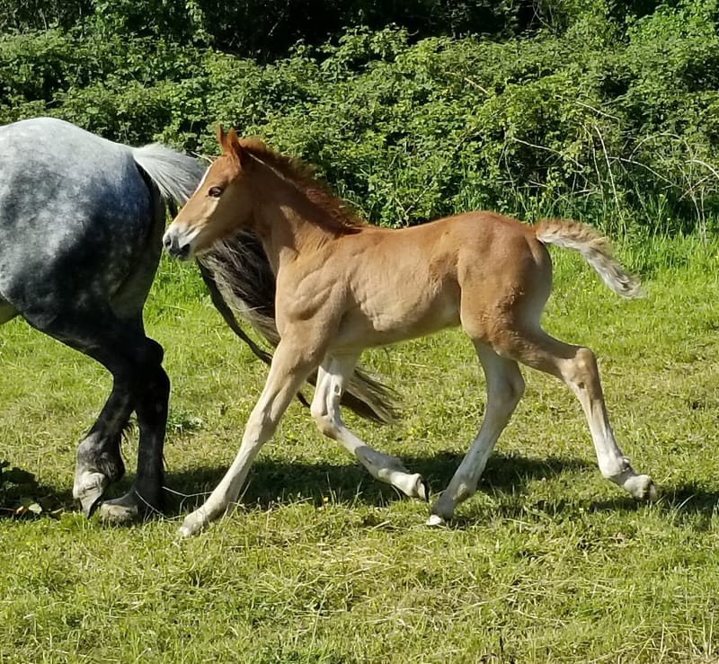 2020 Sec D colt foal (Genal Lleucu Llwyd)