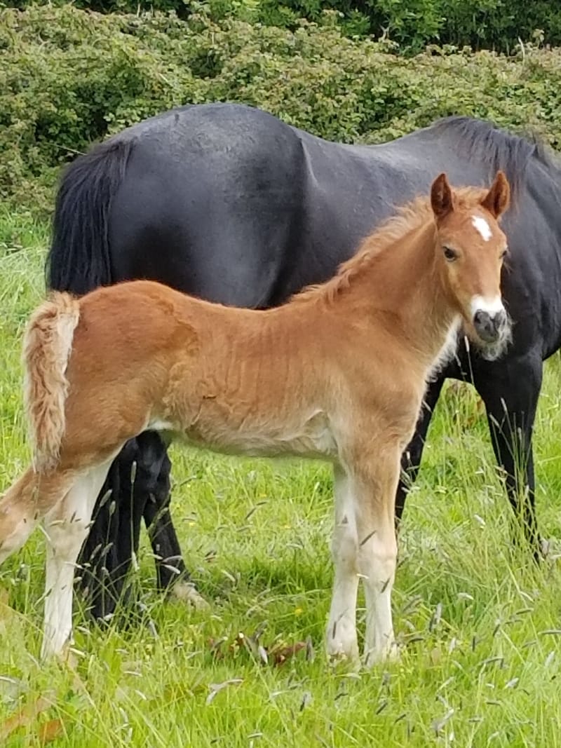 2020 Section D Colt Foal (Genal Rene)