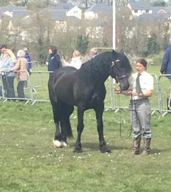 Available for Stud 'Bryncadno Ffraid'